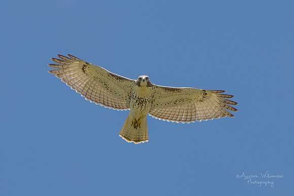 Hawk