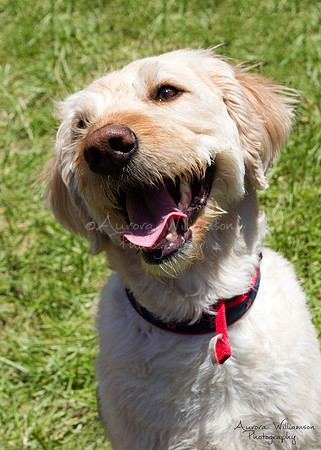 Second Chance Fund - Dog Fest