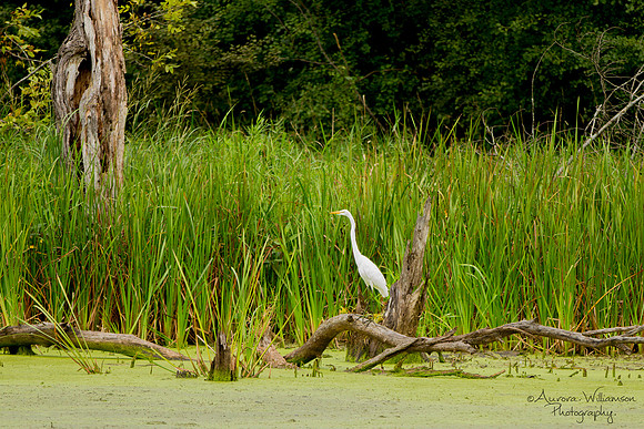 Egret