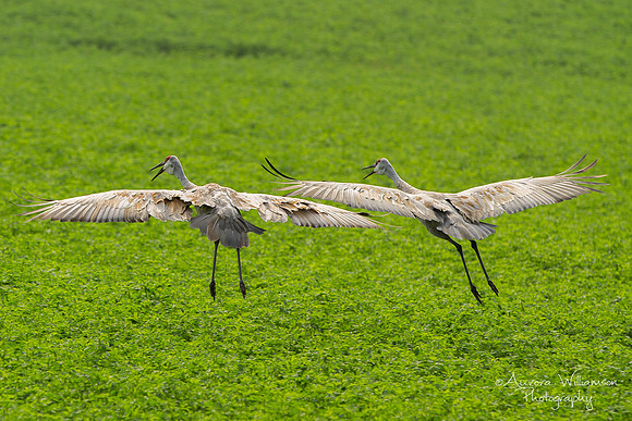 Crane