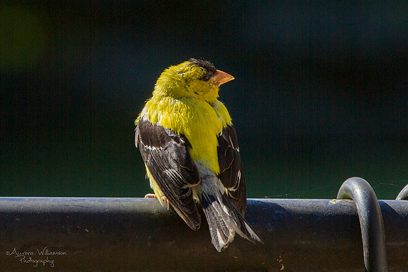 Yellow Finch