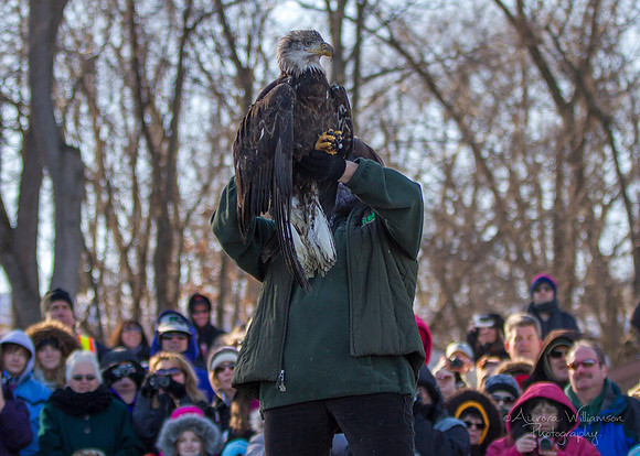 Young Adult Male Eagle