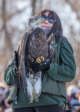 Young Adult Male Eagle