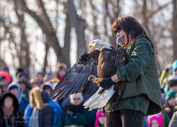 Female Adult Eagle