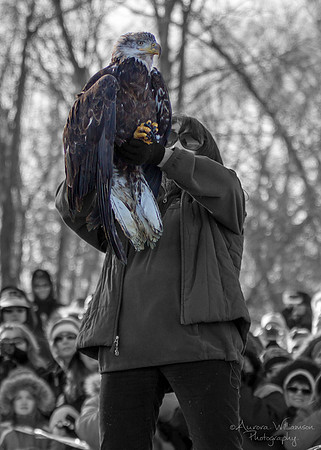 Young Adult Male Eagle