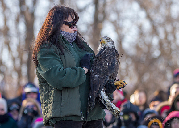 Young Adult Male Eagle