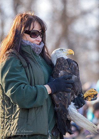 Female Adult Eagle