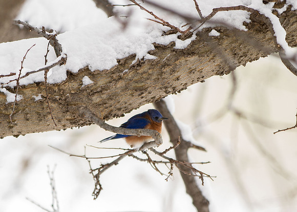 Bluebird