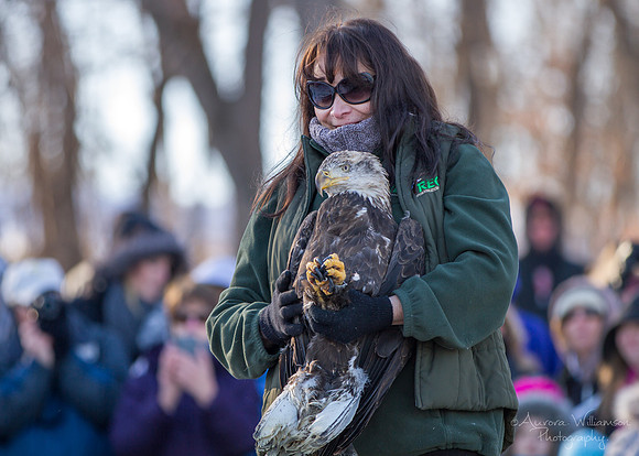 Young Adult Male Eagle