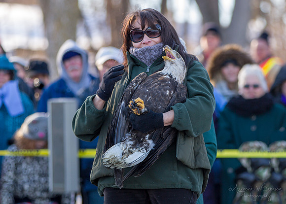 Young Adult Male Eagle