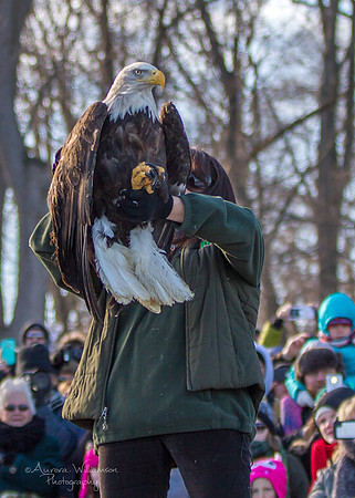 Female Adult Eagle