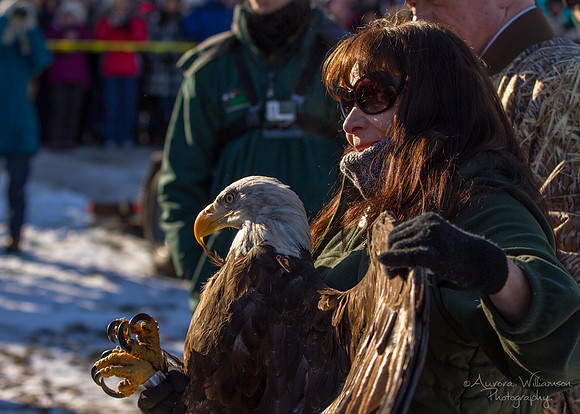 Female Adult Eagle