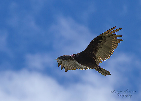 Turkey Vulture