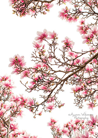 Magnolia Tree