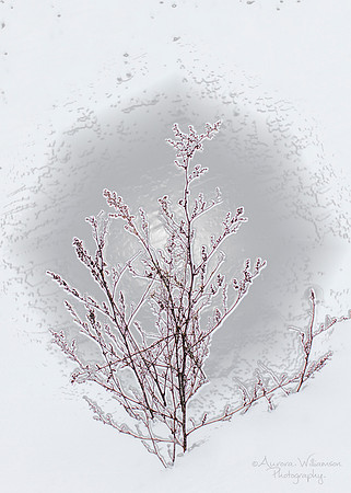 Winter Flower