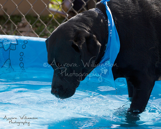 Second Chance Fund - Doggie Dash