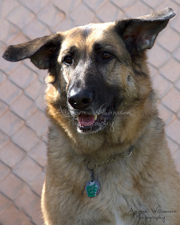 Second Chance Fund - Doggie Dash