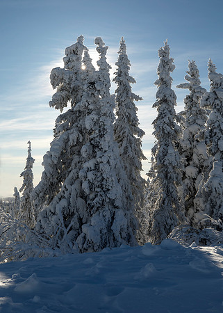 snowtrees