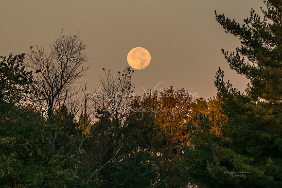 Full Moon (setting)