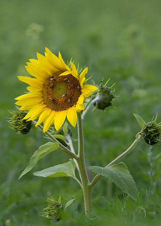 sunflower