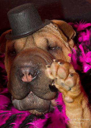 Second Chance Fund - Dog Fest