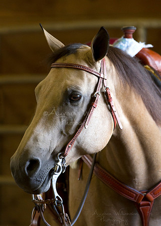Iowa Buckskin Horse Association (IBHA) Congress