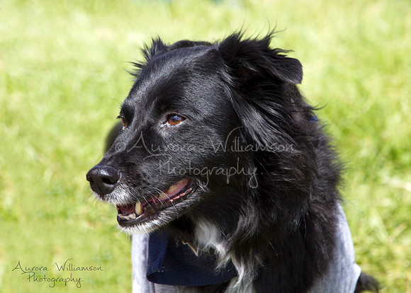 Second Chance Fund - Dog Fest