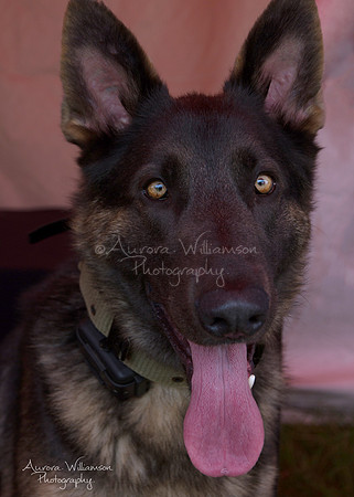 Second Chance Fund - Dog Fest