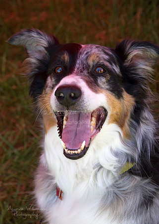 Second Chance Fund - Dog Fest