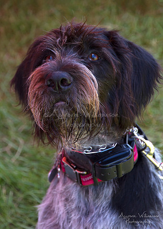 Second Chance Fund - Dog Fest