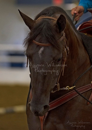 Iowa Buckskin Horse Association (IBHA) Congress