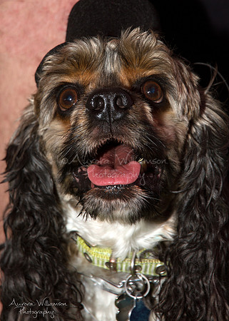 Second Chance Fund - Dog Fest